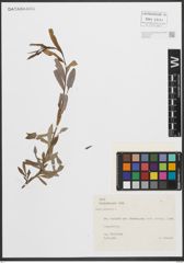 Foto von Salix purpurea L.